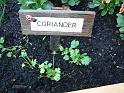 Coriander seedlings 